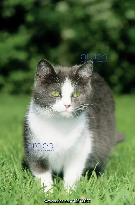  : CAT - STANDS IN GRASS