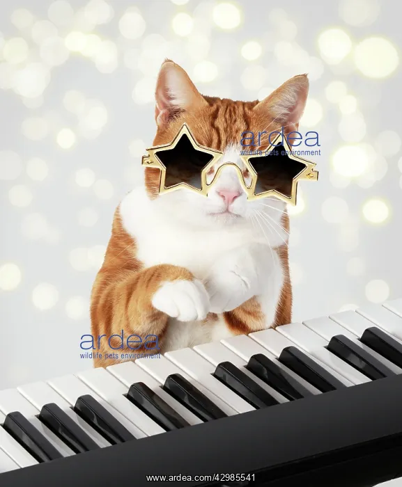 : Cat star sunglasses on sitting at a piano / keyboard : Cat star sunglasses on sitting at a piano / keyboard