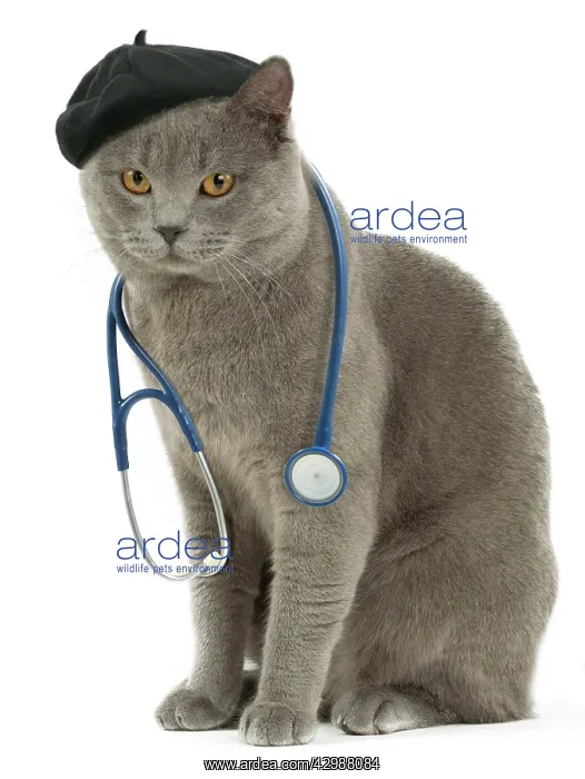 : Cat - with stethoscope and hat : Cat - with stethoscope and hat