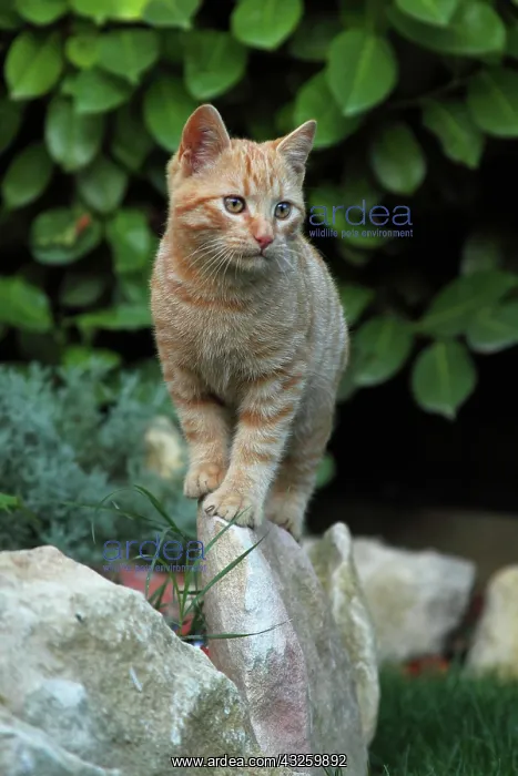 : Cat on a stone garden border - France : Cat on a stone garden border - France