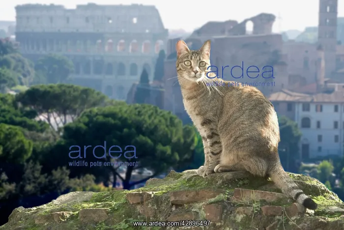 : Cat - on stone wall : Cat - on stone wall