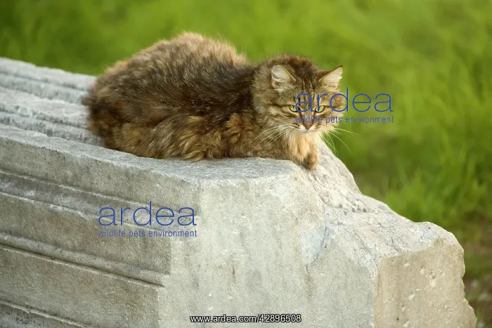  : Cat - on stone wall