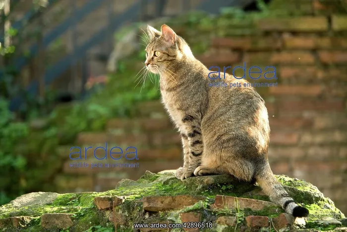  : Cat - on stone wall