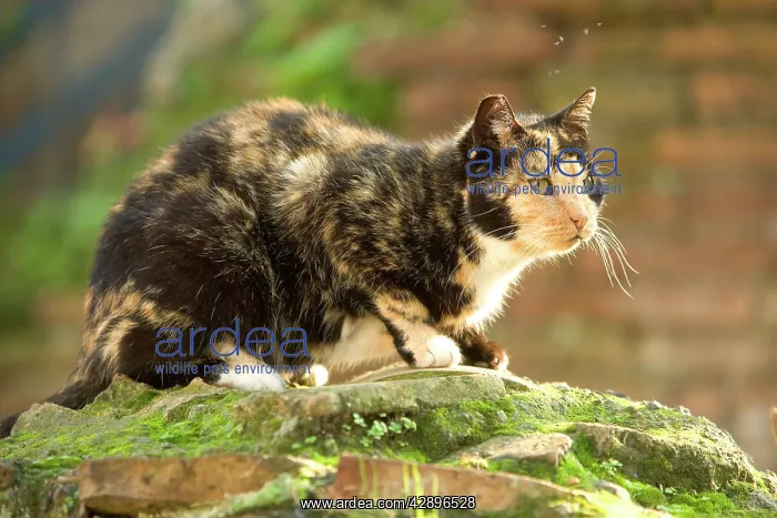 : Cat - on stone wall : Cat - on stone wall
