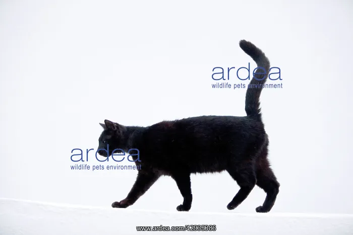 : Cat - Stray : Cat - Stray