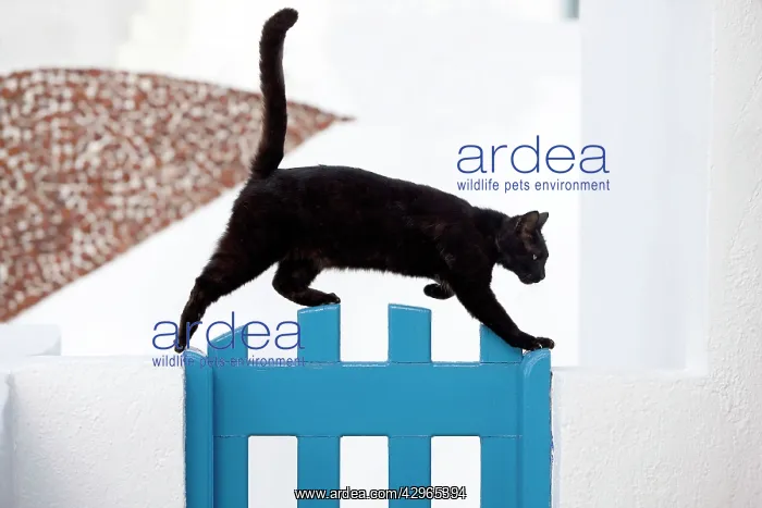 : Cat - Stray : Cat - Stray