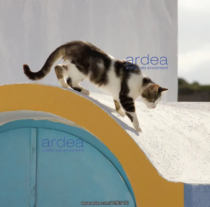 : Cat - Stray : Cat - Stray