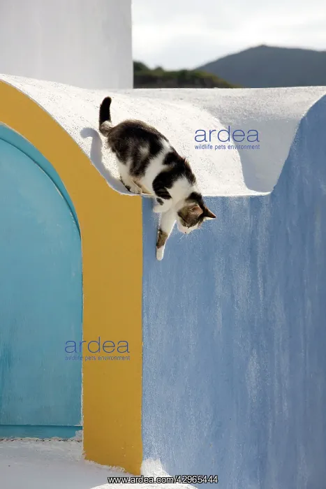 : Cat - Stray : Cat - Stray