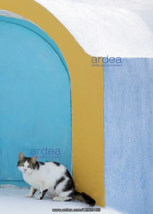 : Cat - Stray : Cat - Stray