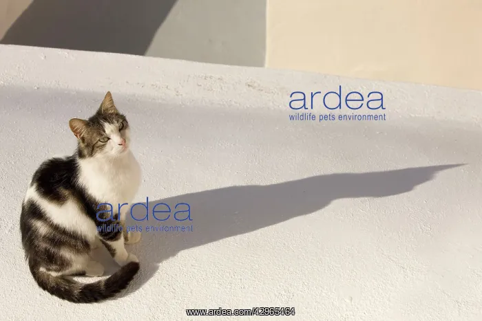 : Cat - Stray : Cat - Stray