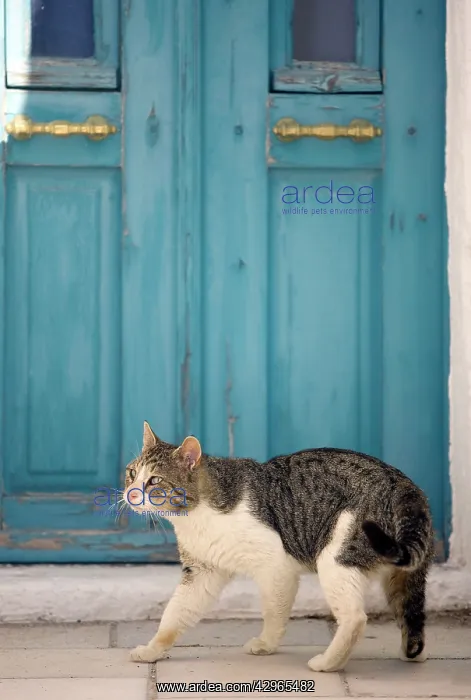 : Cat - Stray : Cat - Stray