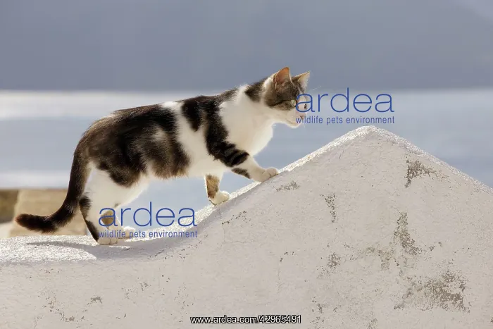 : Cat - Stray : Cat - Stray