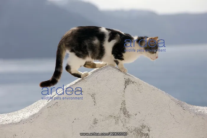 : Cat - stray : Cat - stray
