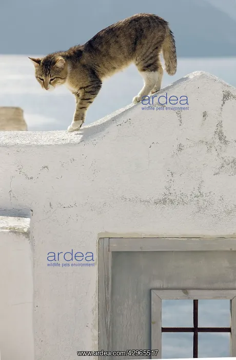 : Cat - Stray : Cat - Stray