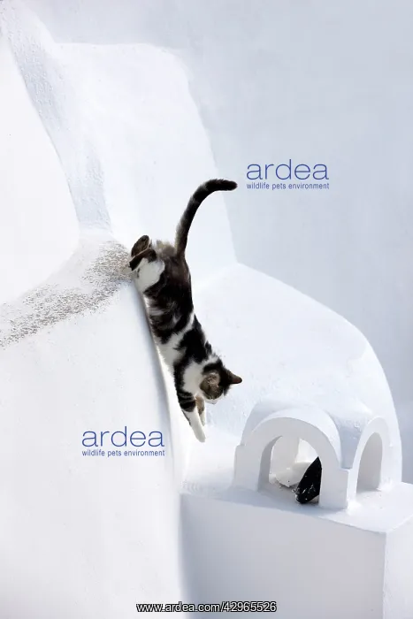 : Cat - Stray : Cat - Stray
