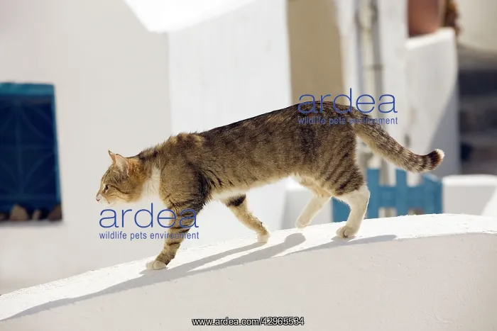 : Cat - Stray : Cat - Stray