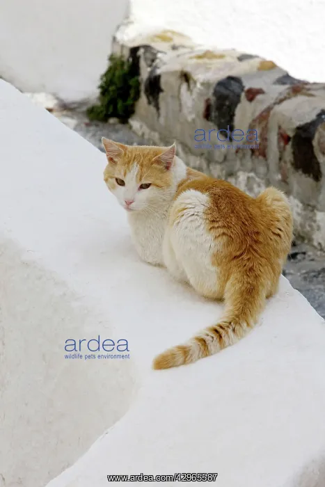 : Cat - Stray : Cat - Stray