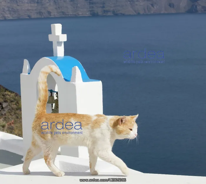 : Cat - Stray : Cat - Stray