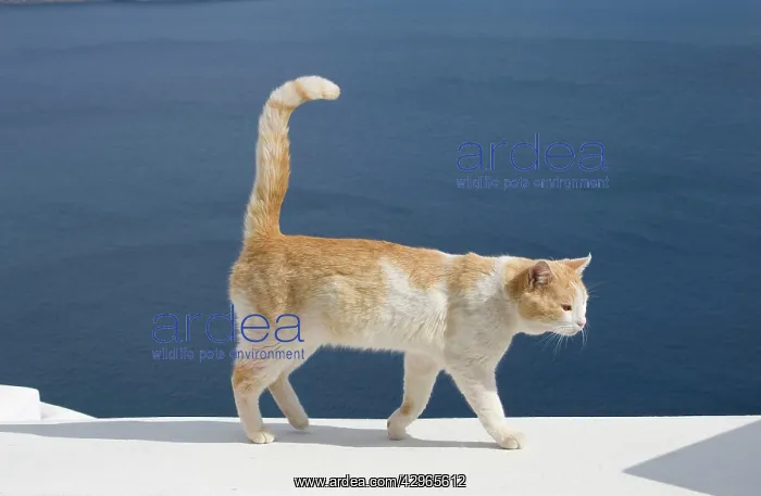 : Cat - Stray : Cat - Stray