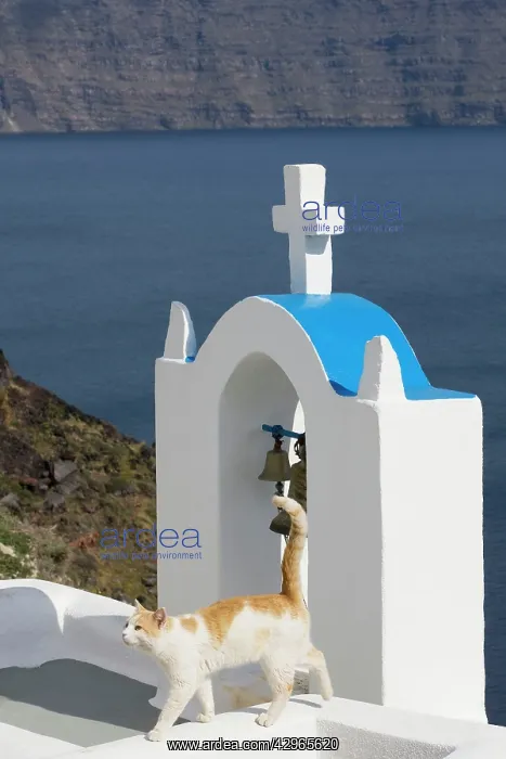 : Cat - Stray : Cat - Stray