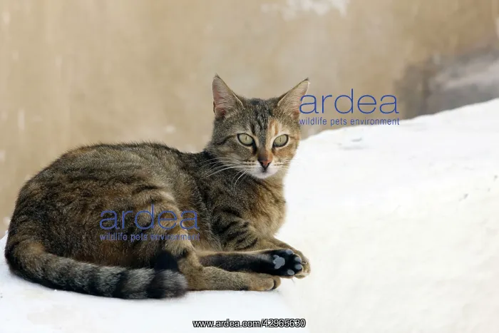 : Cat - Stray : Cat - Stray