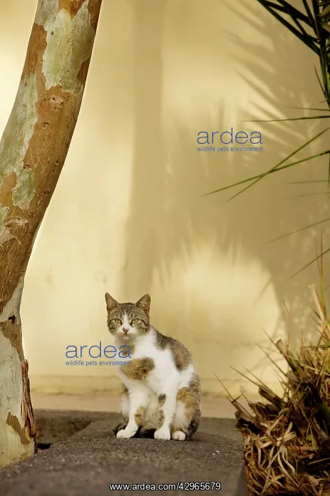 : Cat - Stray : Cat - Stray