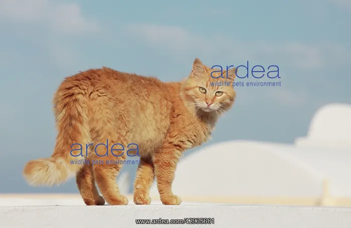 : Cat - Stray : Cat - Stray