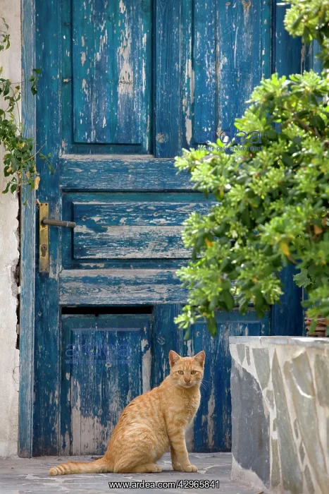 : Cat - Stray : Cat - Stray