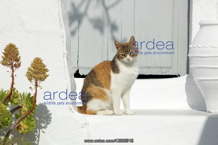 : Cat - Stray : Cat - Stray