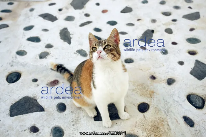 : Cat - Stray : Cat - Stray