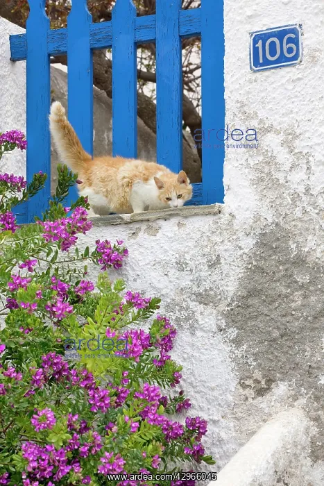 : Cat - Stray : Cat - Stray