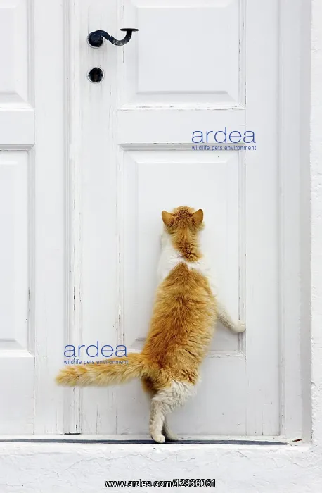 : Cat - Stray : Cat - Stray