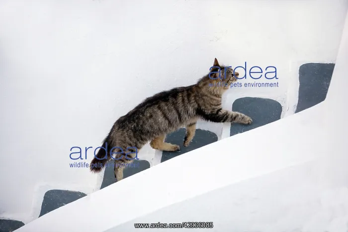 : Cat - Stray : Cat - Stray