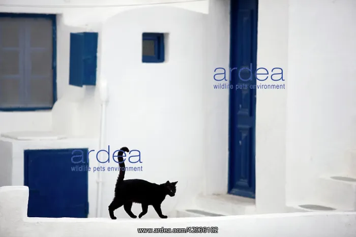 : Cat - Stray : Cat - Stray
