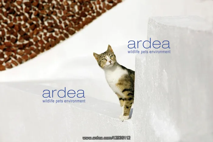 : Cat - Stray : Cat - Stray