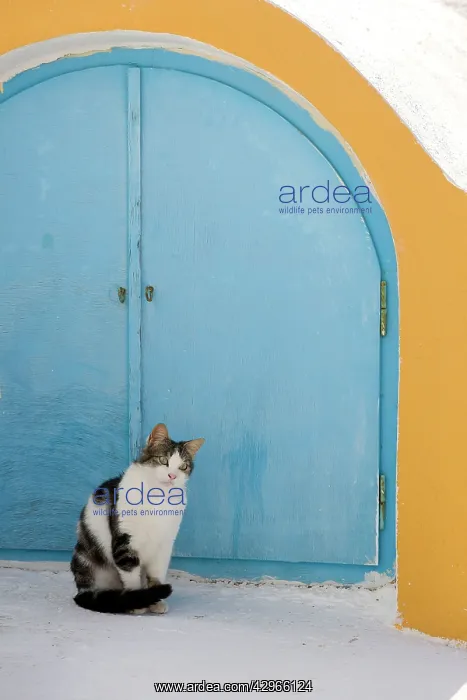 : Cat - Stray : Cat - Stray