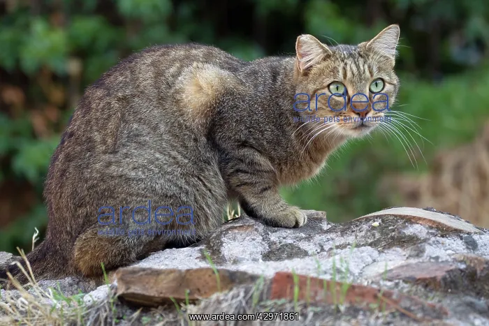  : Cat - stray