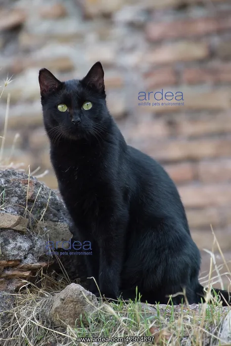  : Cat - stray