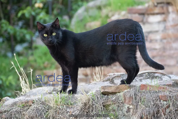  : Cat - stray