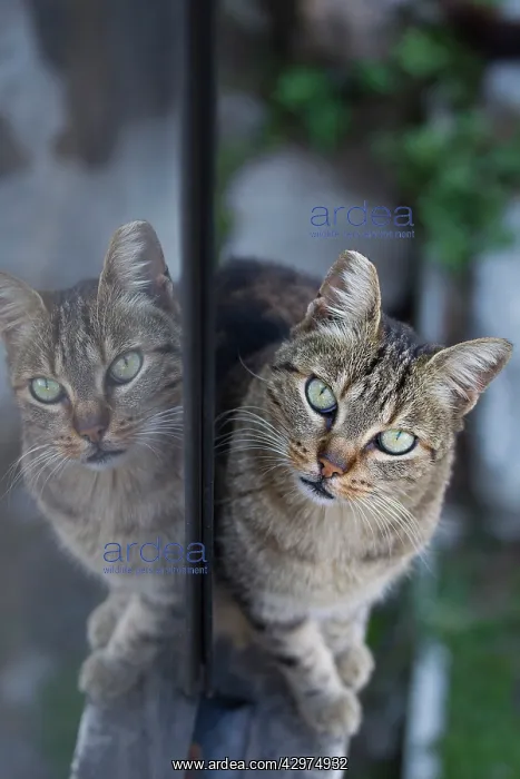  : Cat - stray
