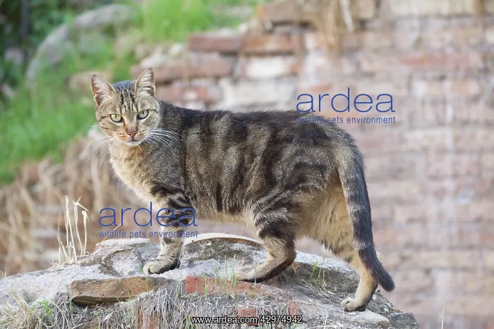  : Cat - stray