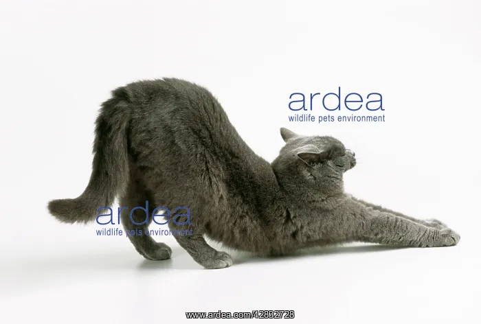  : CAT - Stretching