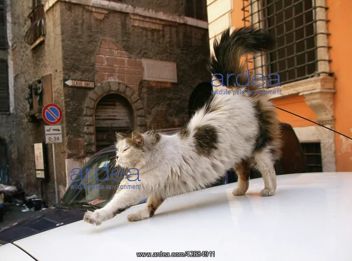 : Cat - stretching on car bonnet : Cat - stretching on car bonnet