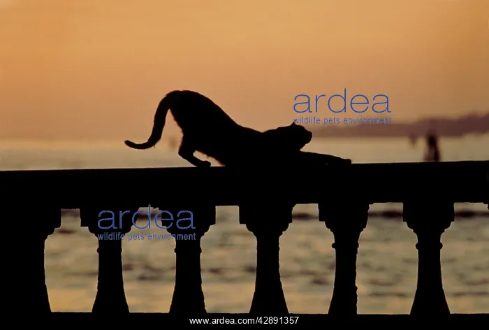 : Cat stretching out on stone wall : Cat stretching out on stone wall