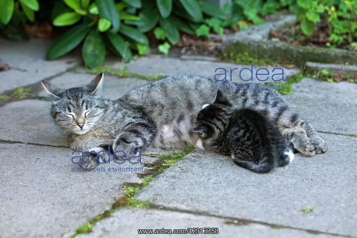 : Cat - suckling kitten outdoors : Cat - suckling kitten outdoors