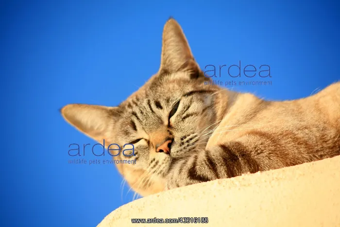 : Cat in the sun against a blue sky : Cat in the sun against a blue sky
