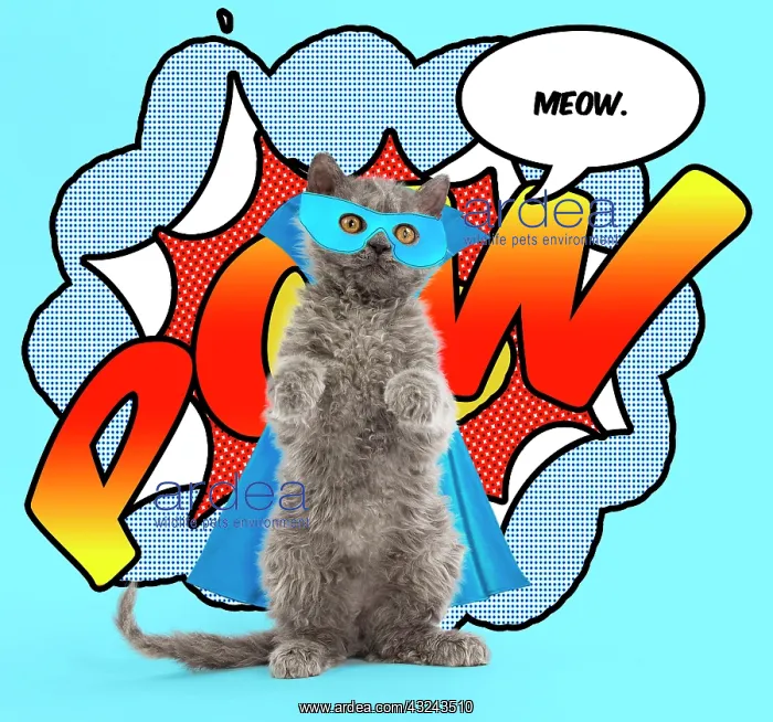 : Cat Super Hero kitten standing on hind legs with cape : Cat Super Hero kitten standing on hind legs with cape