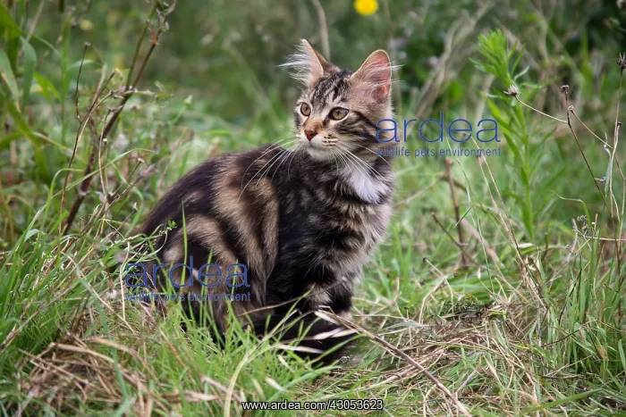 : Cat surprised sitting in tall grass : Cat surprised sitting in tall grass