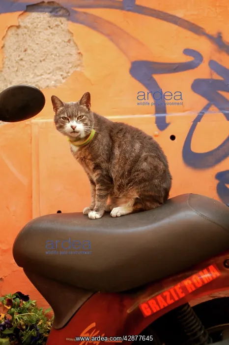  : Cat - tabby