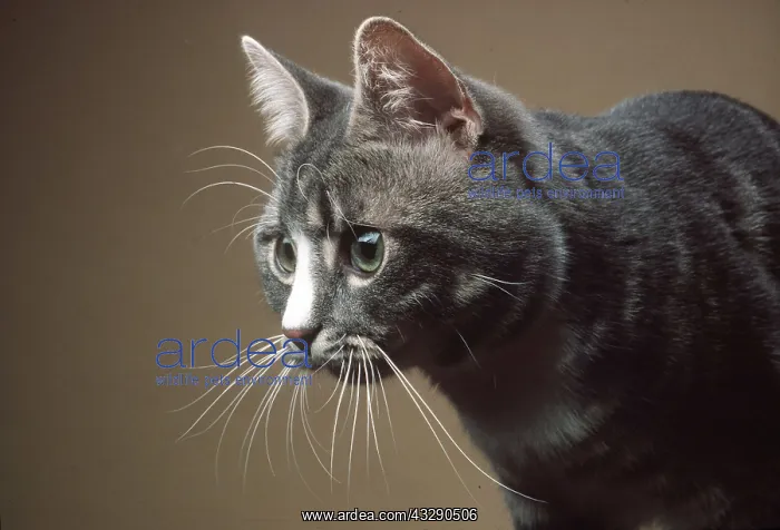  : CAT - tabby